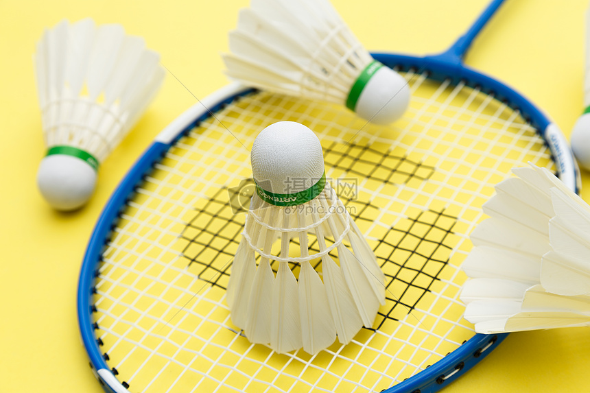 张本智和因 张本智和因